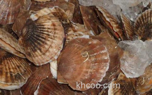 扇贝_3