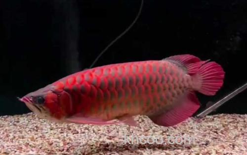 红金龙鱼_2