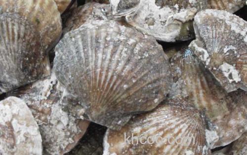 扇贝_0
