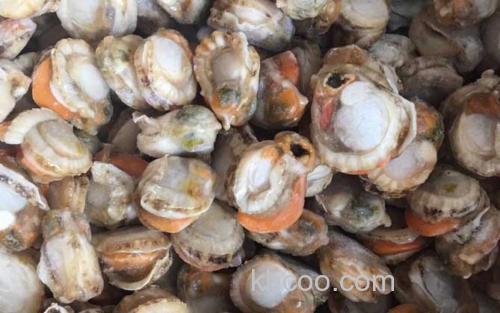 扇贝_1