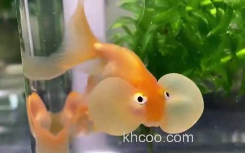 水泡金鱼_3