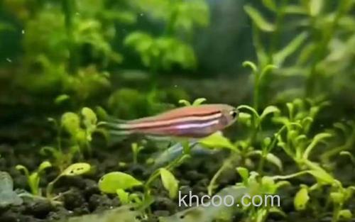斑马鱼_1
