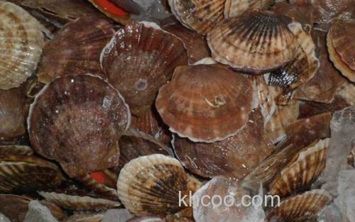 扇贝_3