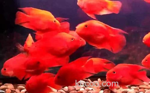 红鹦鹉鱼_0