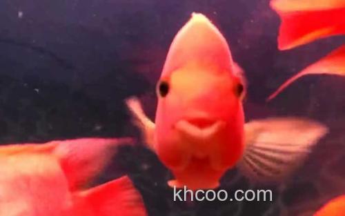 红鹦鹉鱼_1