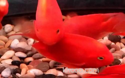 红鹦鹉鱼_4
