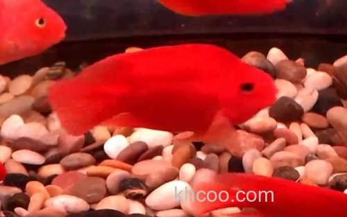 红鹦鹉鱼_2