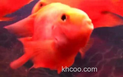 红鹦鹉鱼_3