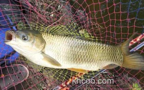 钓草鱼_3