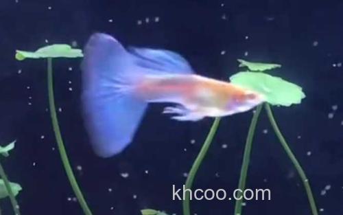 孔雀鱼_0