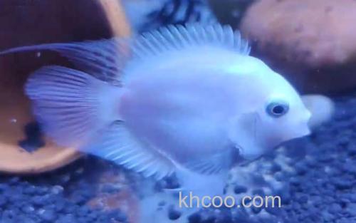 鹦鹉鱼_0