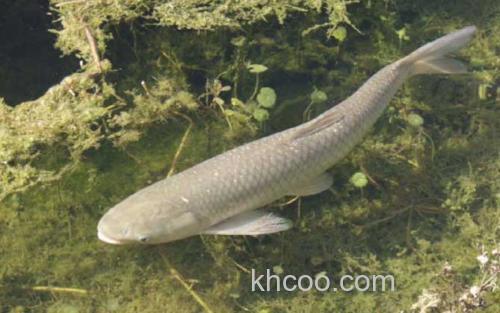 草鱼_0