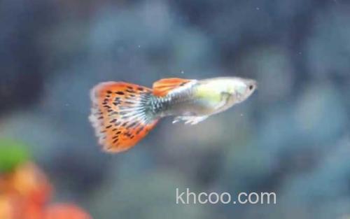 孔雀鱼_2