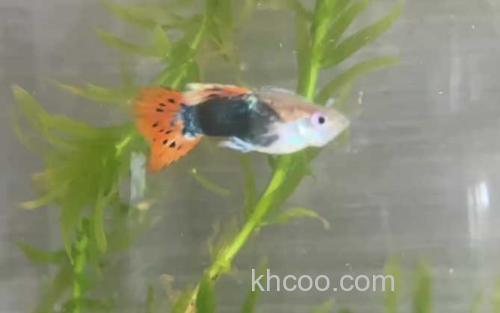 孔雀鱼_0