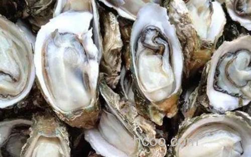 生蚝_0