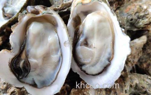 生蚝_3