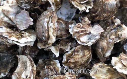 生蚝_0