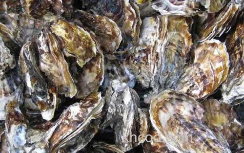 生蚝_3