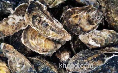 生蚝_0