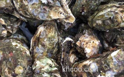 生蚝_3