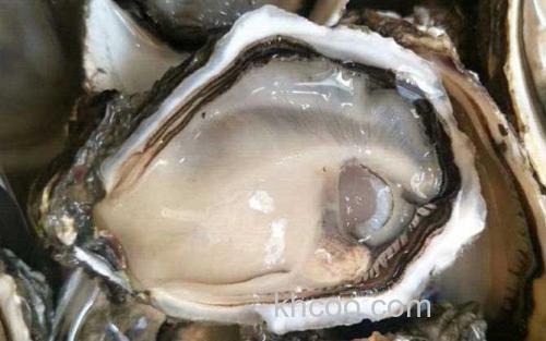 生蚝_2