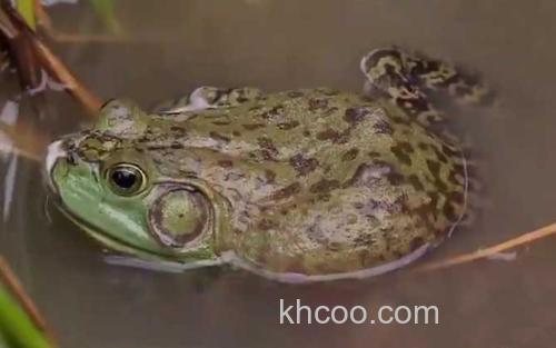 牛蛙_2