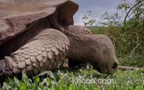 加拉帕戈斯象龟_3