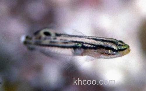 斯托特微型鱼_0