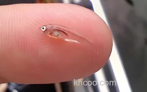 斯托特微型鱼_1