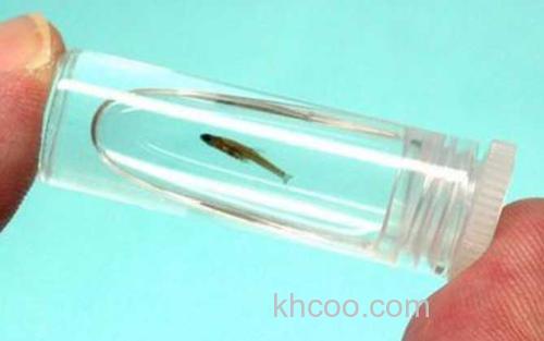 斯托特微型鱼_2