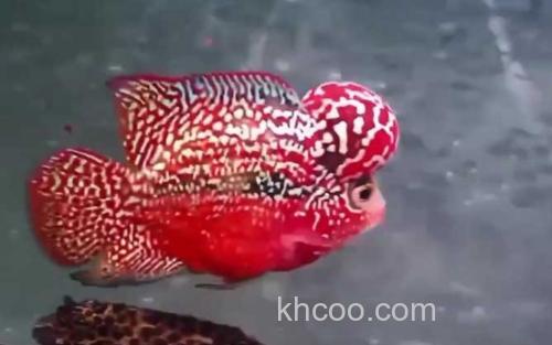 罗汉鱼_0