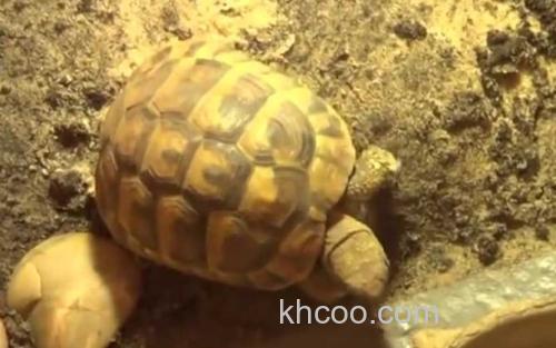 赫曼陆龟_3