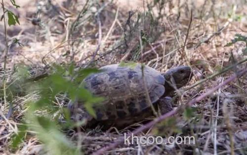 俄罗斯陆龟_2