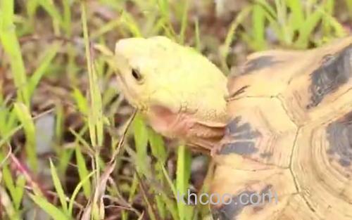 缅甸陆龟_3
