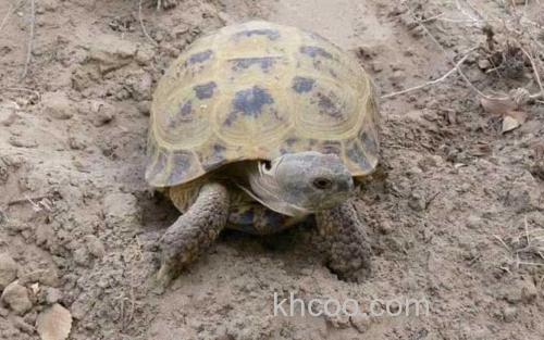 乌龟_0