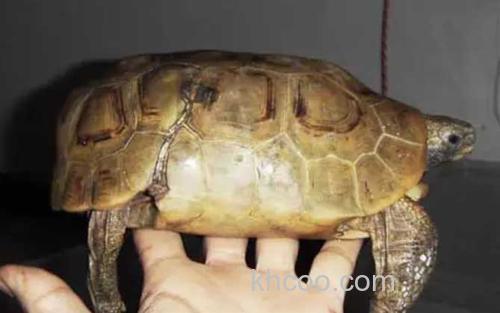 钟纹折背陆龟_6