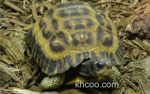 扁尾陆龟_8