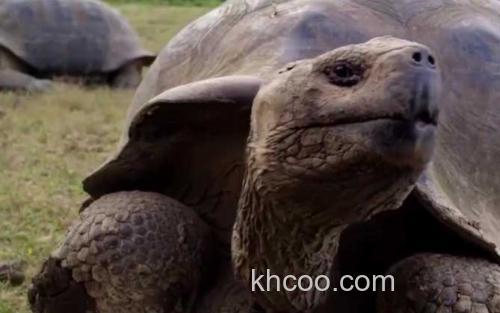 加拉帕戈斯象龟_0