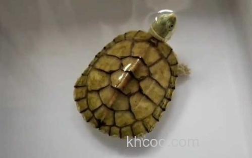 石金钱龟_0