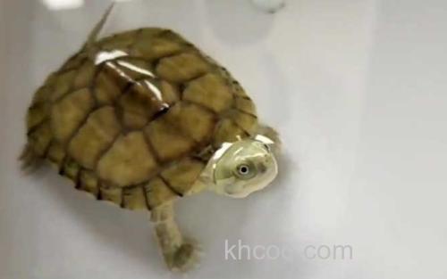 石金钱龟_2