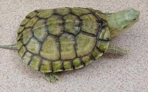 黄喉拟水龟_0