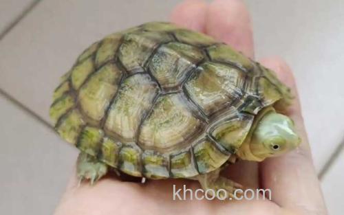 养龟_1