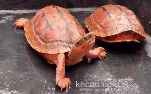 越南金钱龟_2