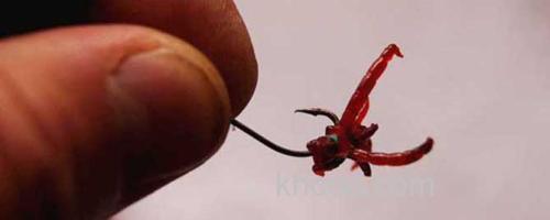红虫钓鱼_0