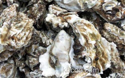 牡蛎_3