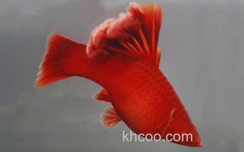 高旗红箭鱼_3
