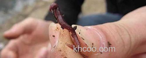蚯蚓钓鱼_0