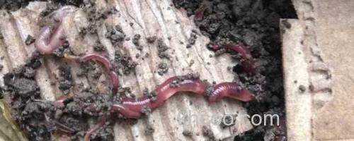 蚯蚓_0