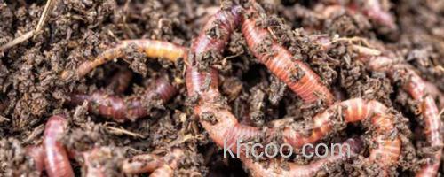 蚯蚓_0