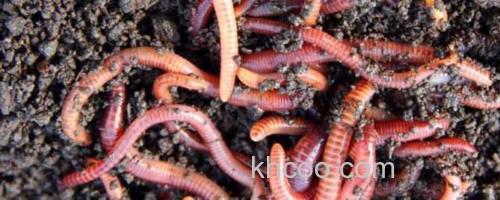 蚯蚓_0